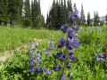 DSCN5240.JPG
